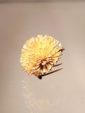 Goldene Brosche