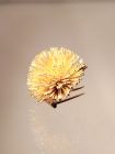 Goldene Brosche